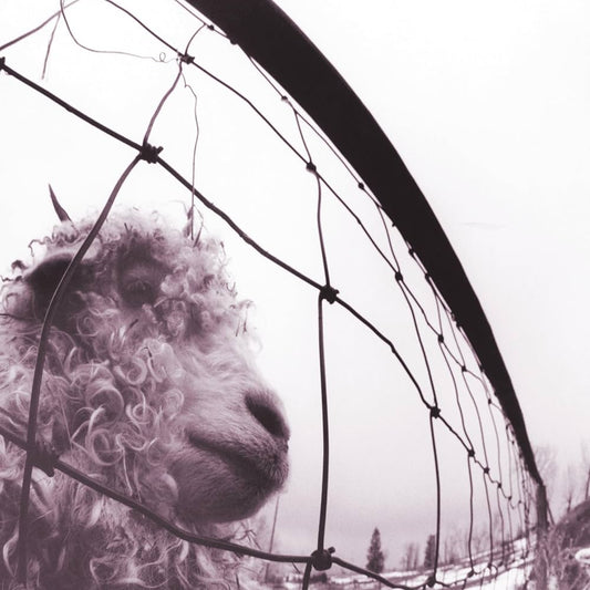 Pearl Jam – Vs. (30th Anniversary)